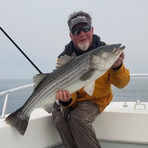 A guest holding a striped bass caught on a guided charter