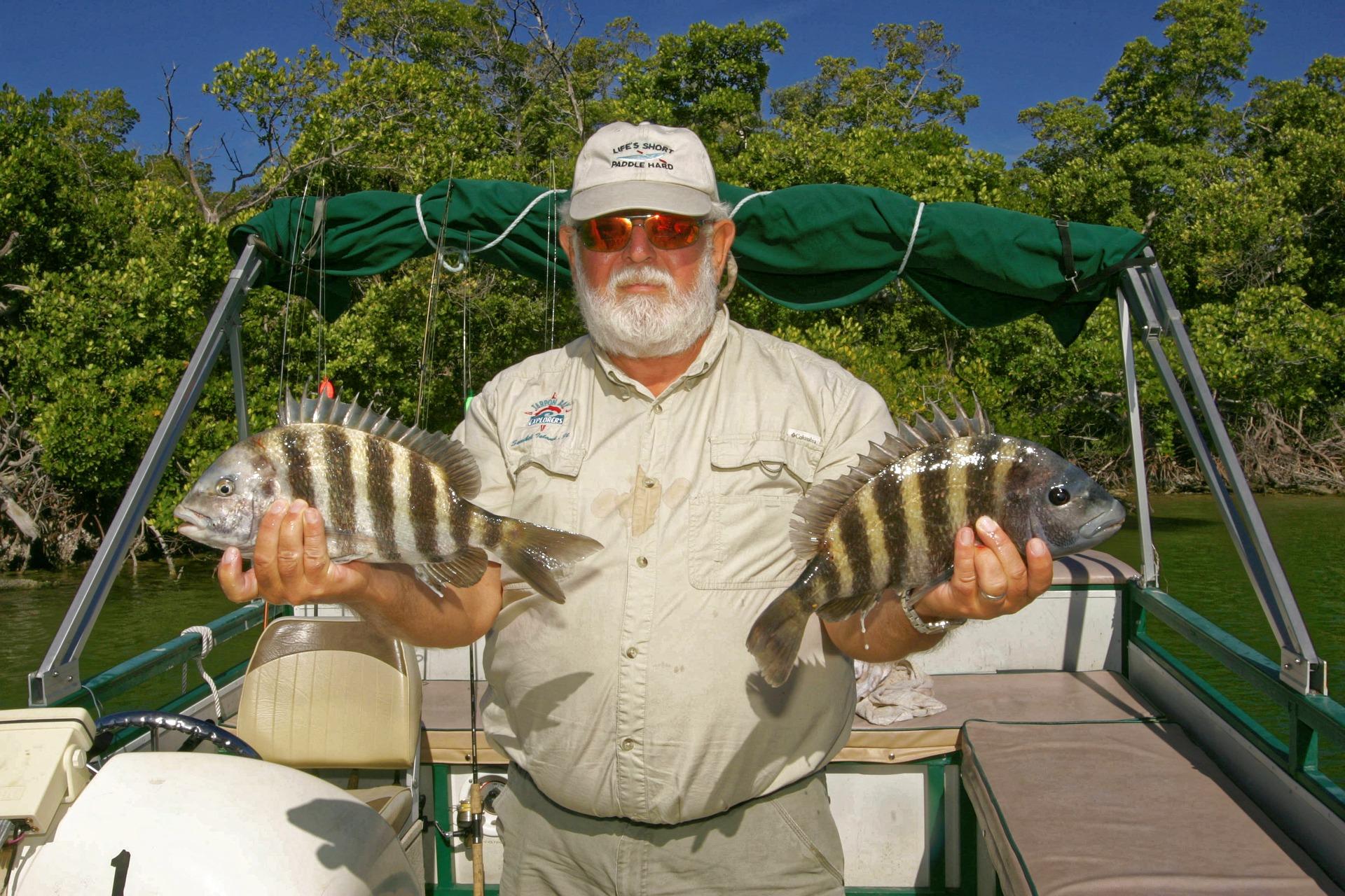 A guest holding two sheepshead caught on a guided charter